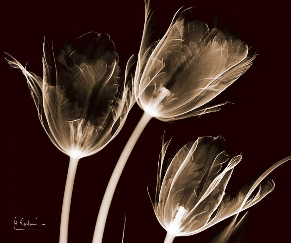 Tulips Brown on Red art print by Albert Koetsier for $57.95 CAD