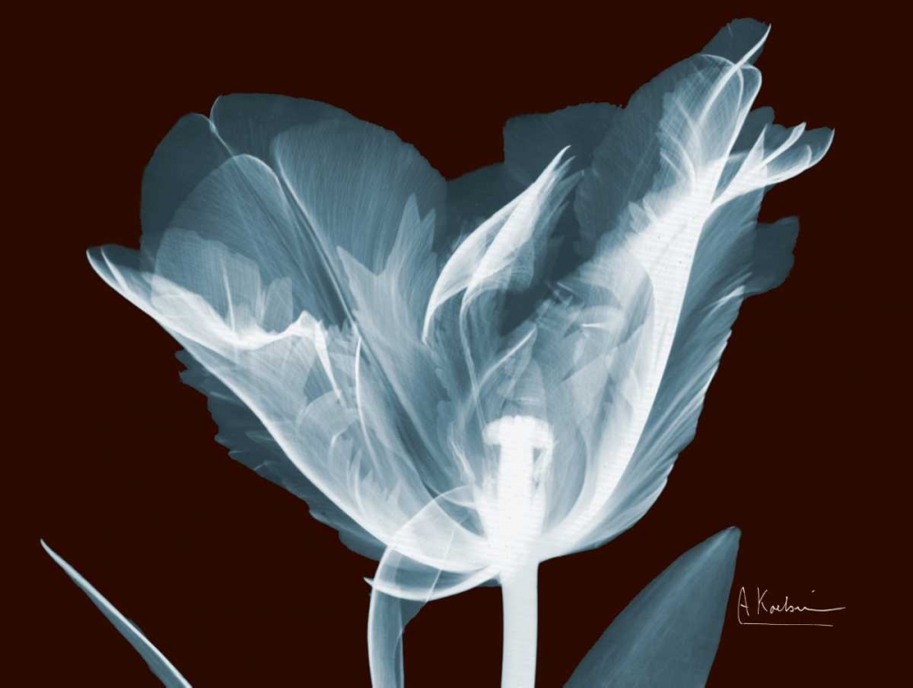 Single Tulip Blue on Red art print by Albert Koetsier for $57.95 CAD