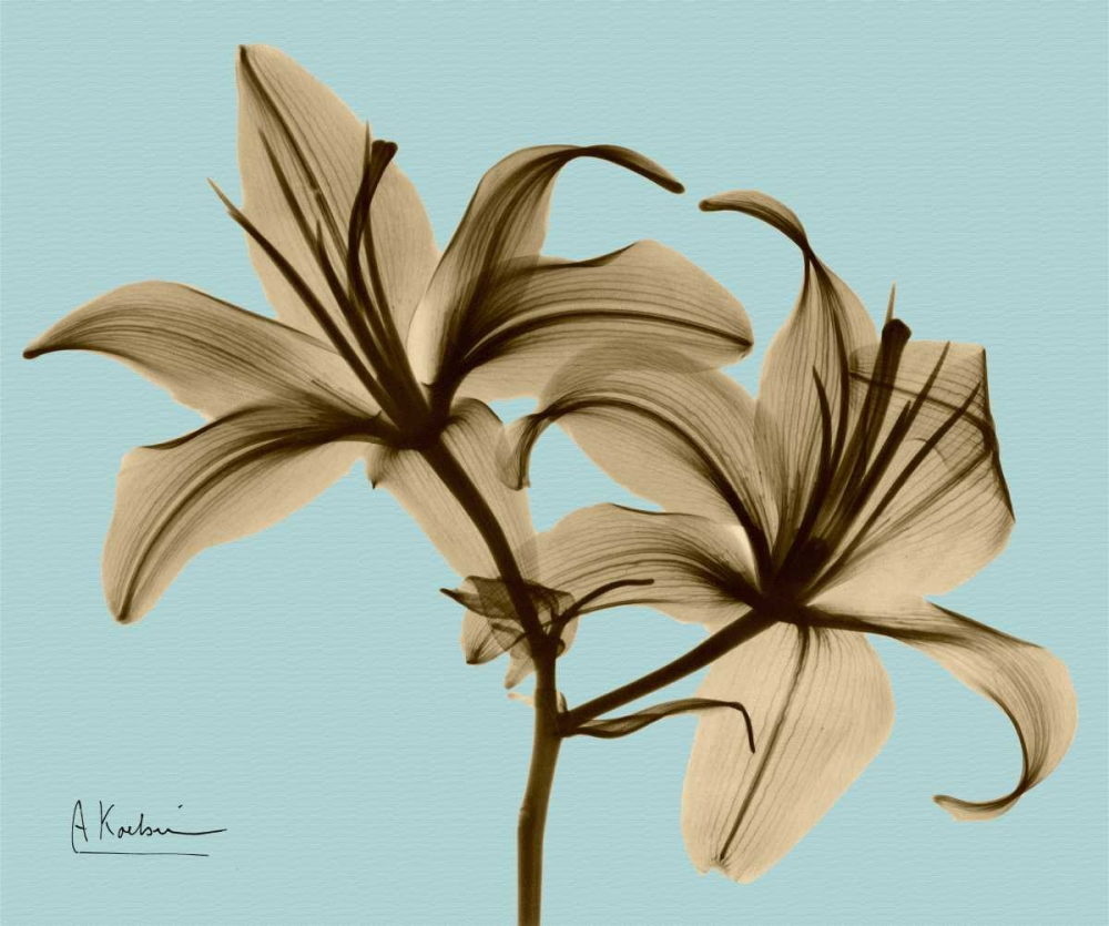 Double Lilies Brown on Blue art print by Albert Koetsier for $57.95 CAD