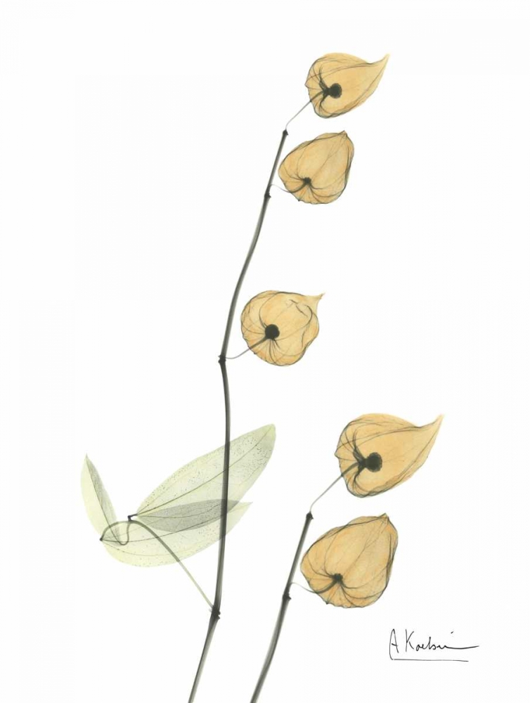 Chinese Lantern art print by Albert Koetsier for $57.95 CAD