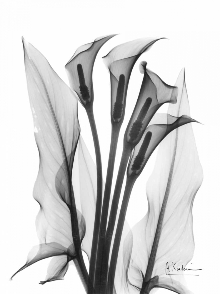 Calla Lily Quad in BandW art print by Albert Koetsier for $57.95 CAD