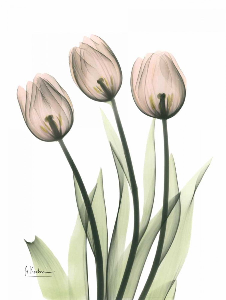 Three Pale Pink Tulips art print by Albert Koetsier for $57.95 CAD