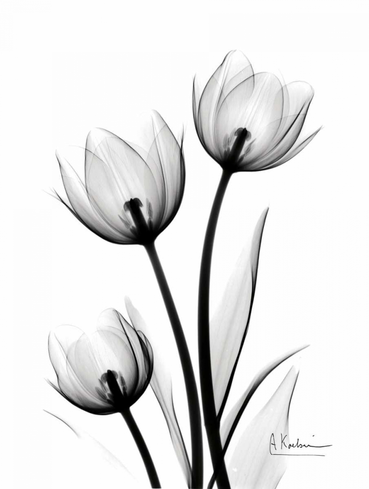 Tulips High Contrast art print by Albert Koetsier for $57.95 CAD