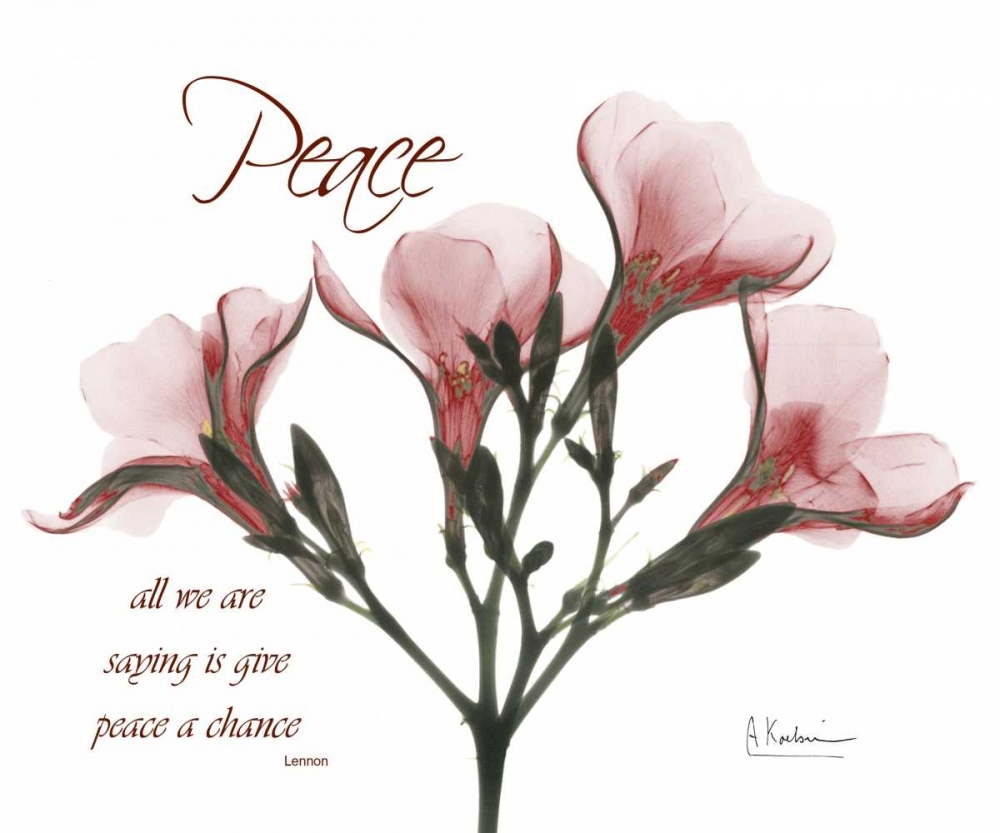Oleander - Peace art print by Albert Koetsier for $57.95 CAD