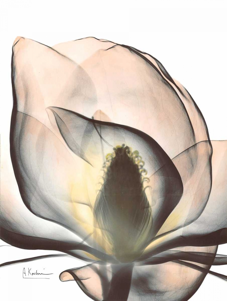 Magnolia Close Up art print by Albert Koetsier for $57.95 CAD