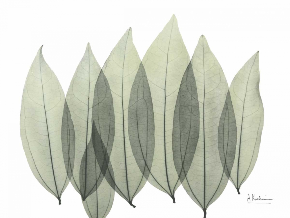 Coculus Leaf In Green art print by Albert Koetsier for $57.95 CAD