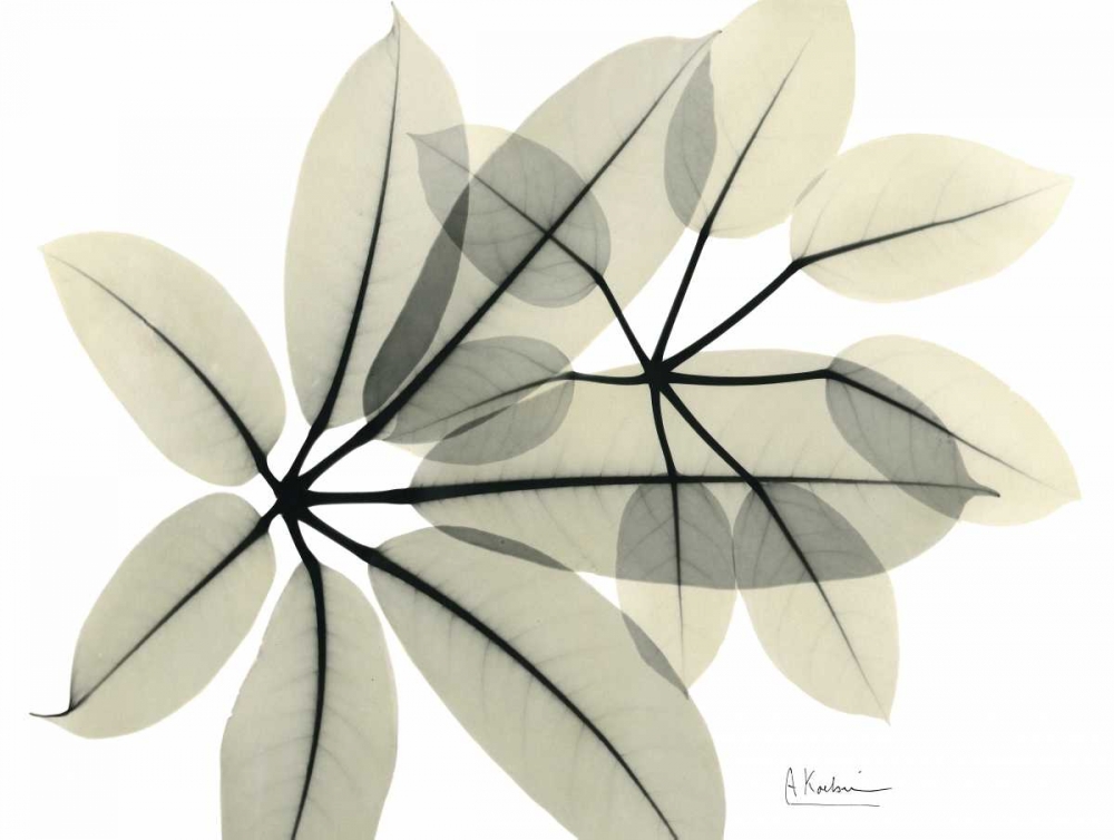 Brassaia  in Green art print by Albert Koetsier for $57.95 CAD