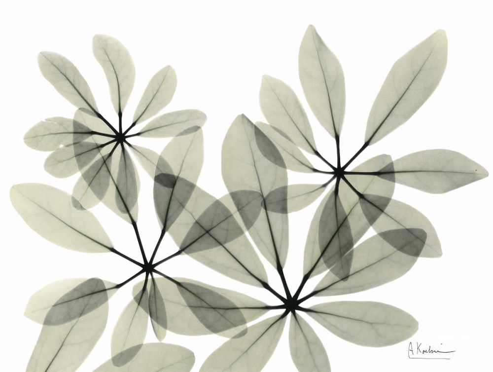 Scheffleur in Green art print by Albert Koetsier for $57.95 CAD