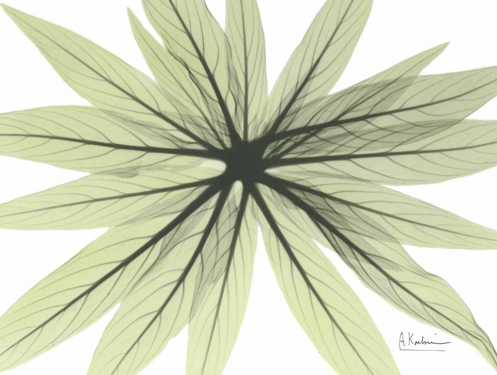 Echium in Green art print by Albert Koetsier for $57.95 CAD