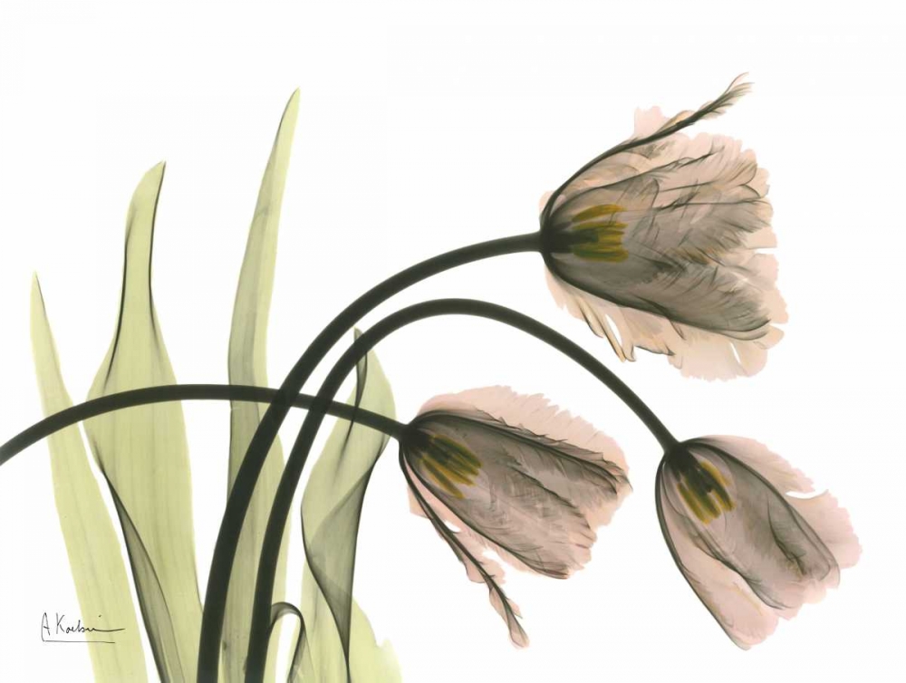 Tulips in the Wild art print by Albert Koetsier for $57.95 CAD
