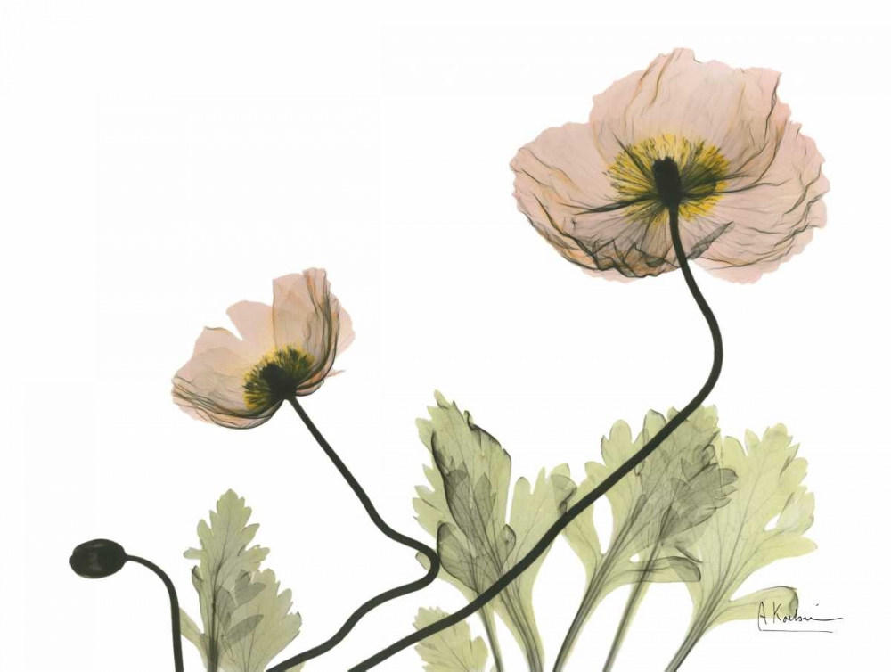 Amandas Iceland Poppies art print by Albert Koetsier for $57.95 CAD