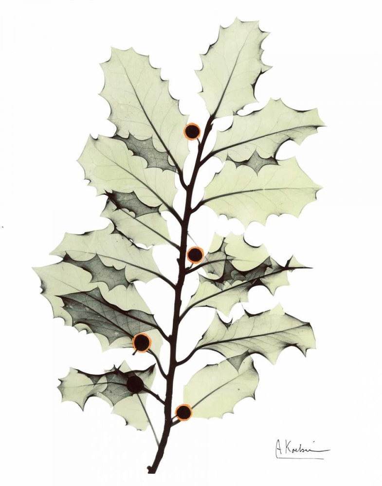 Holly in Green art print by Albert Koetsier for $57.95 CAD