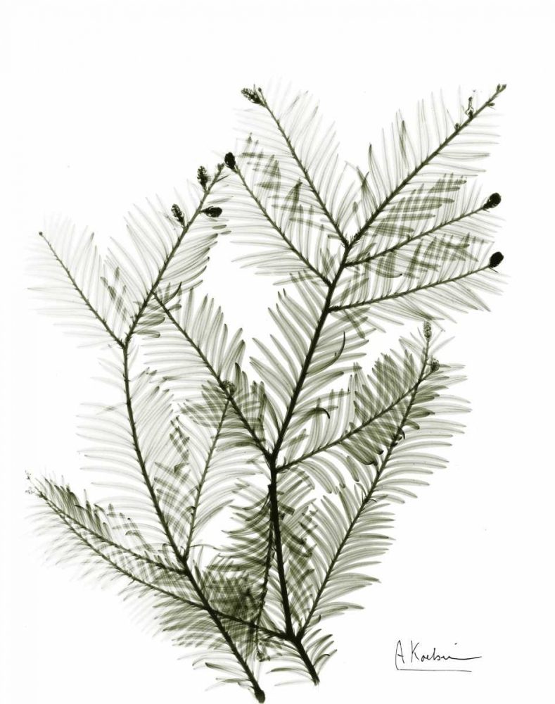 Evergreen in Green art print by Albert Koetsier for $57.95 CAD