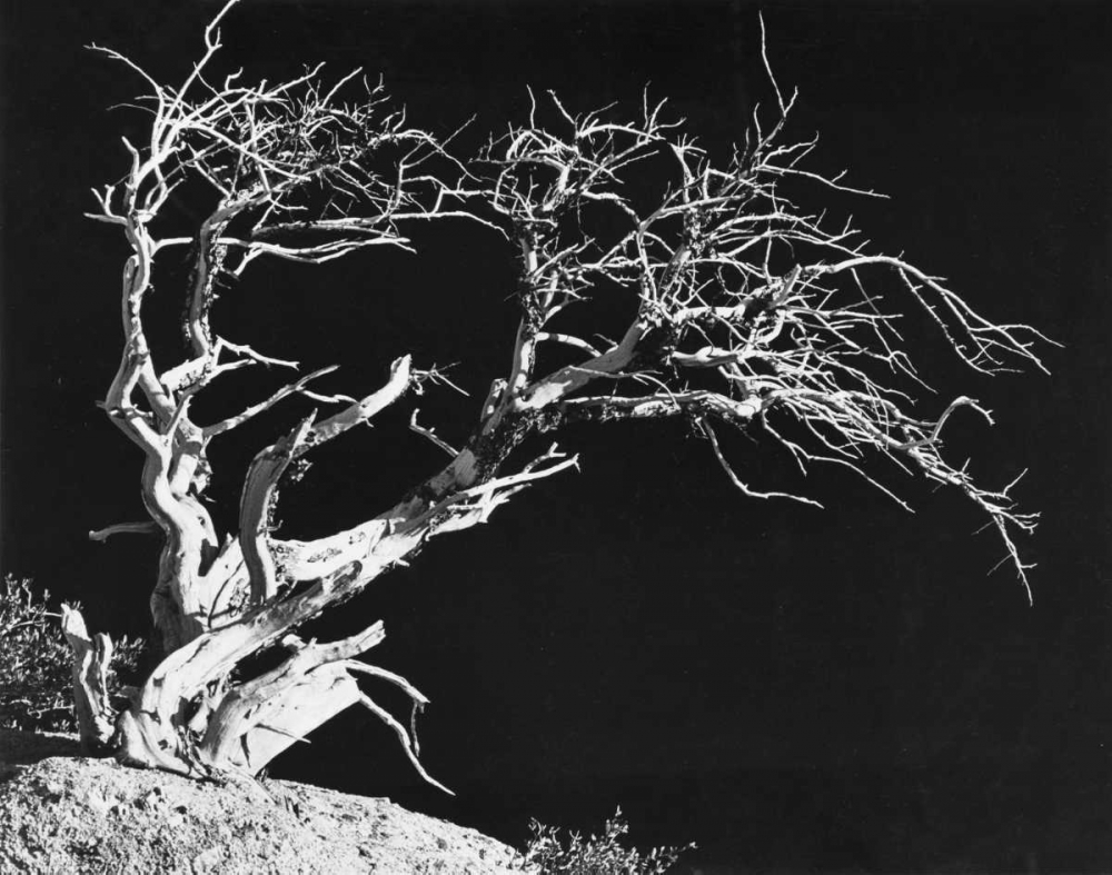Bodi Tree art print by Albert Koetsier for $57.95 CAD