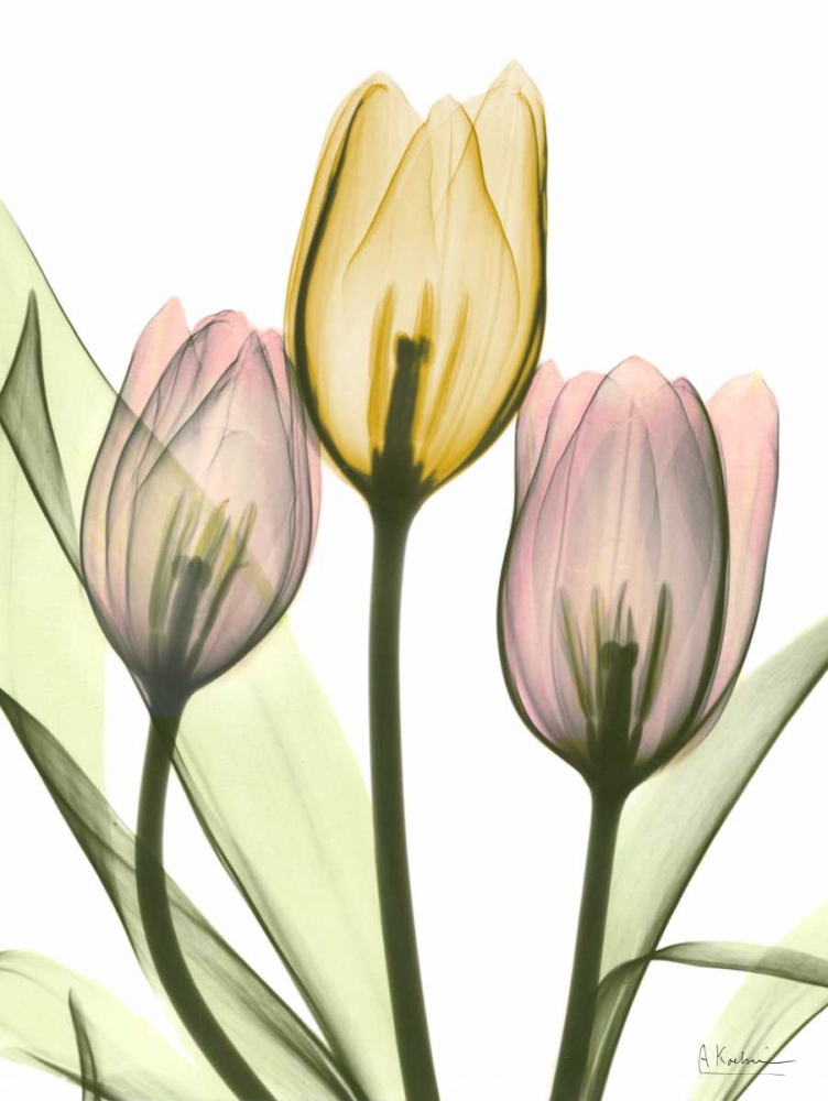 Gentle Tulips art print by Albert Koetsier for $57.95 CAD