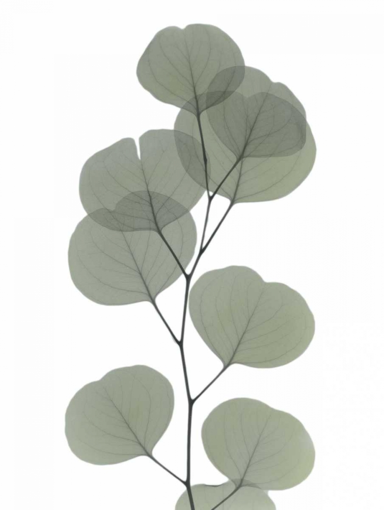 Eucalyptus Dream art print by Albert Koetsier for $57.95 CAD
