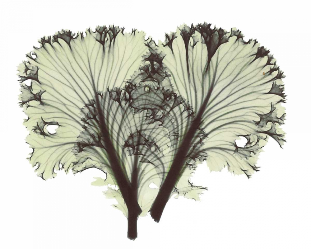 Kale in Green art print by Albert Koetsier for $57.95 CAD