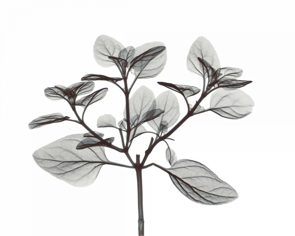 Oregano in BandW art print by Albert Koetsier for $57.95 CAD
