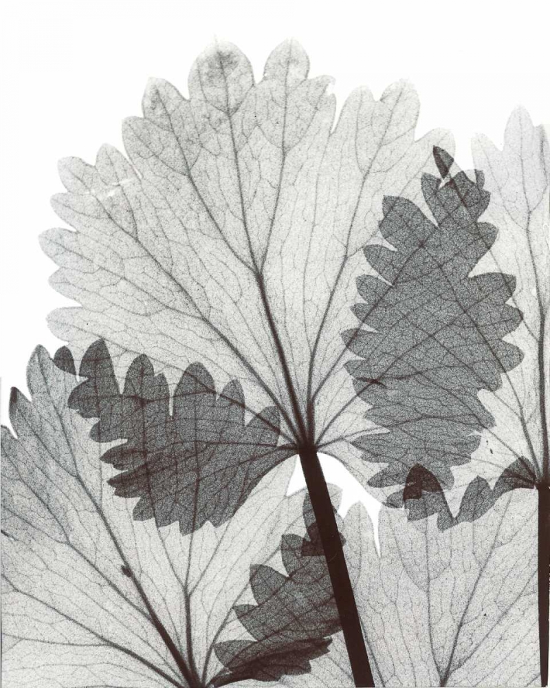 Anise  in BandW art print by Albert Koetsier for $57.95 CAD