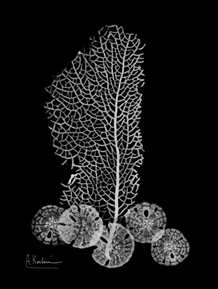 Sea Fan and Sand Dollar  on Black art print by Albert Koetsier for $57.95 CAD
