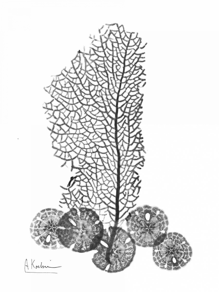 Sea Fan and Sand Dollar  in BandW art print by Albert Koetsier for $57.95 CAD