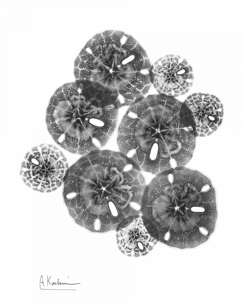 Sand Dollar Arrangement art print by Albert Koetsier for $57.95 CAD