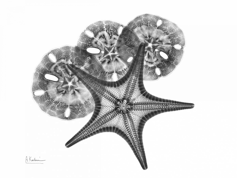 Starfish and Sand Dollar art print by Albert Koetsier for $57.95 CAD