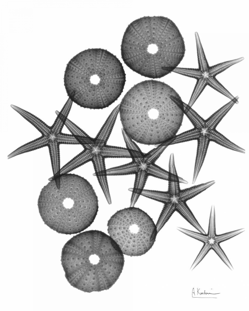 Starfish and Sea Urchin Medley art print by Albert Koetsier for $57.95 CAD