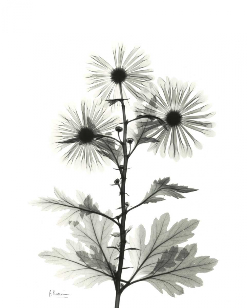Chrysanthemum for Christine art print by Albert Koetsier for $57.95 CAD