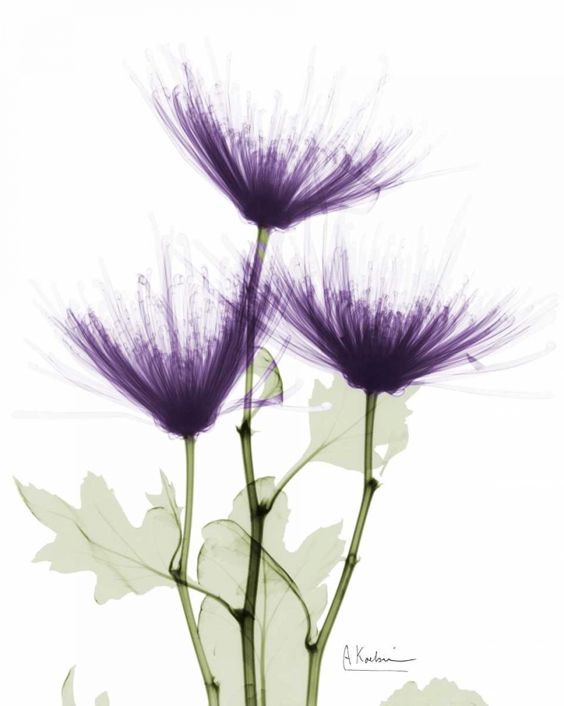 Christines Chrysanthemum art print by Albert Koetsier for $57.95 CAD