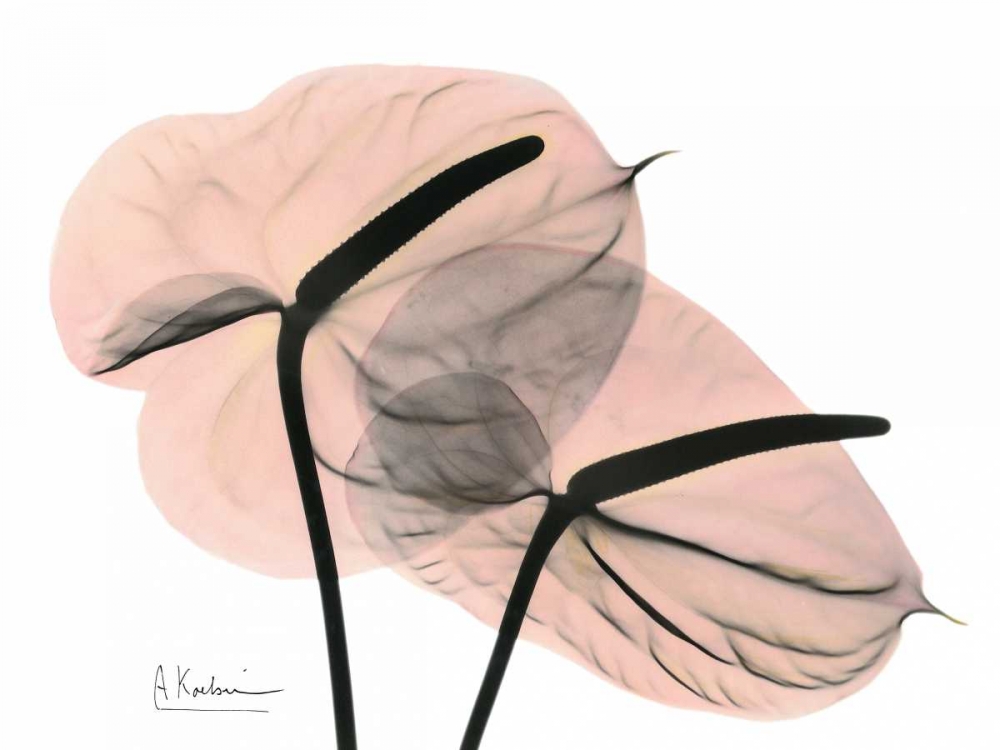 Pink Anthurium art print by Albert Koetsier for $57.95 CAD