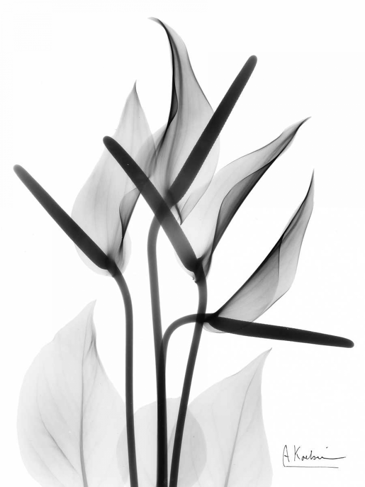 Anthurium in BandW art print by Albert Koetsier for $57.95 CAD