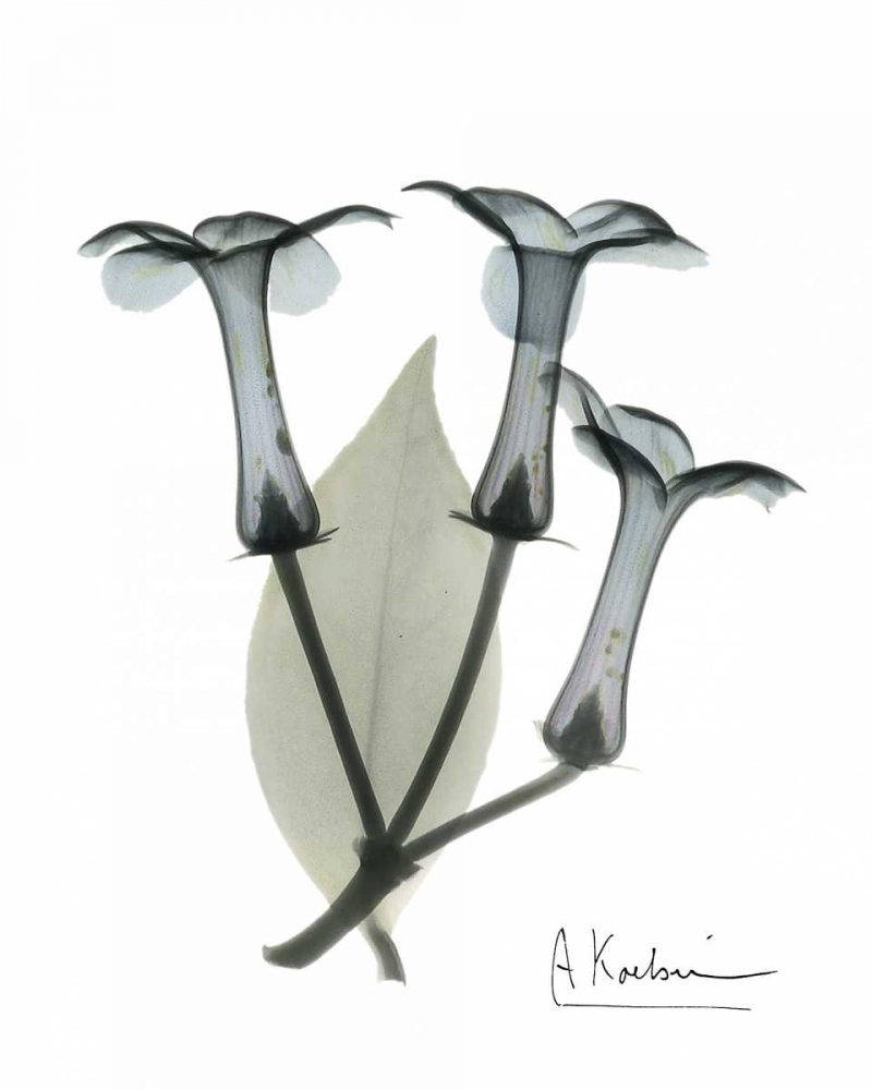 Stephanotis Triple  in Color art print by Albert Koetsier for $57.95 CAD