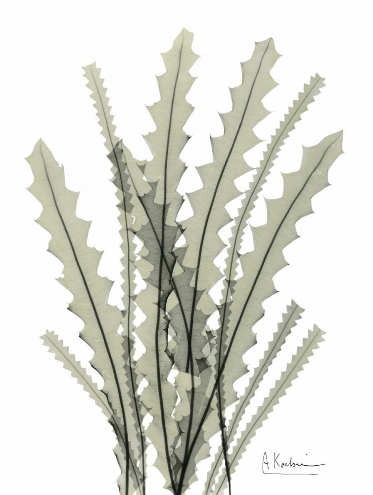 Banksia in Green art print by Albert Koetsier for $57.95 CAD