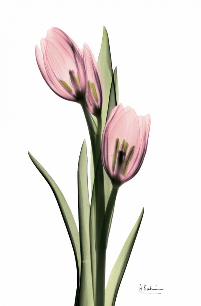 Annie Tulip art print by Albert Koetsier for $57.95 CAD