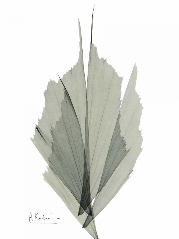 Fish Tail Caryola art print by Albert Koetsier for $57.95 CAD