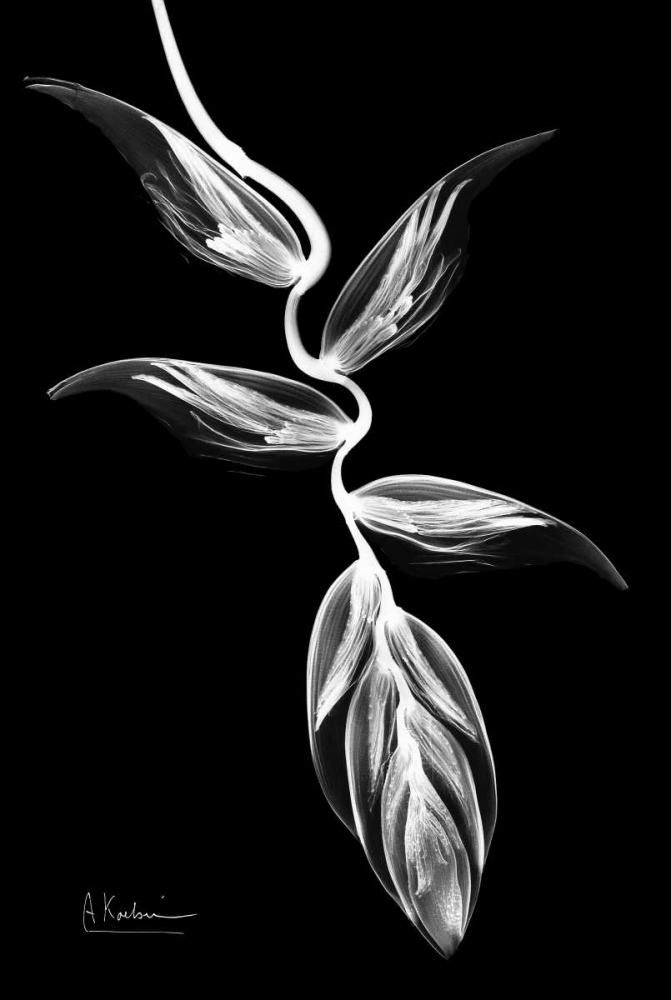 Heliconia BandW on Black art print by Albert Koetsier for $57.95 CAD