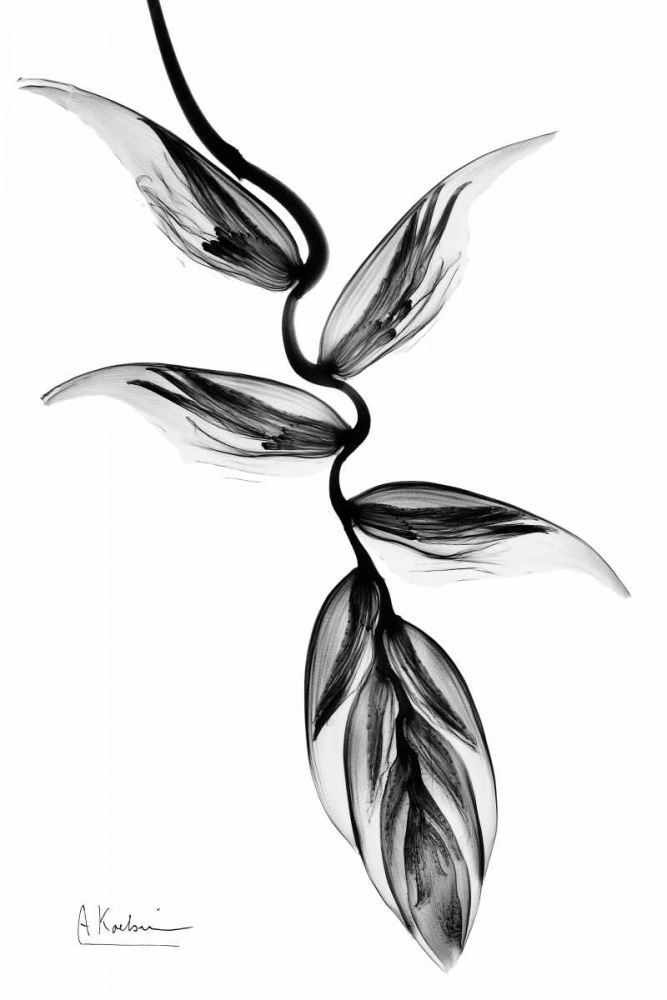 Heliconia BandW art print by Albert Koetsier for $57.95 CAD