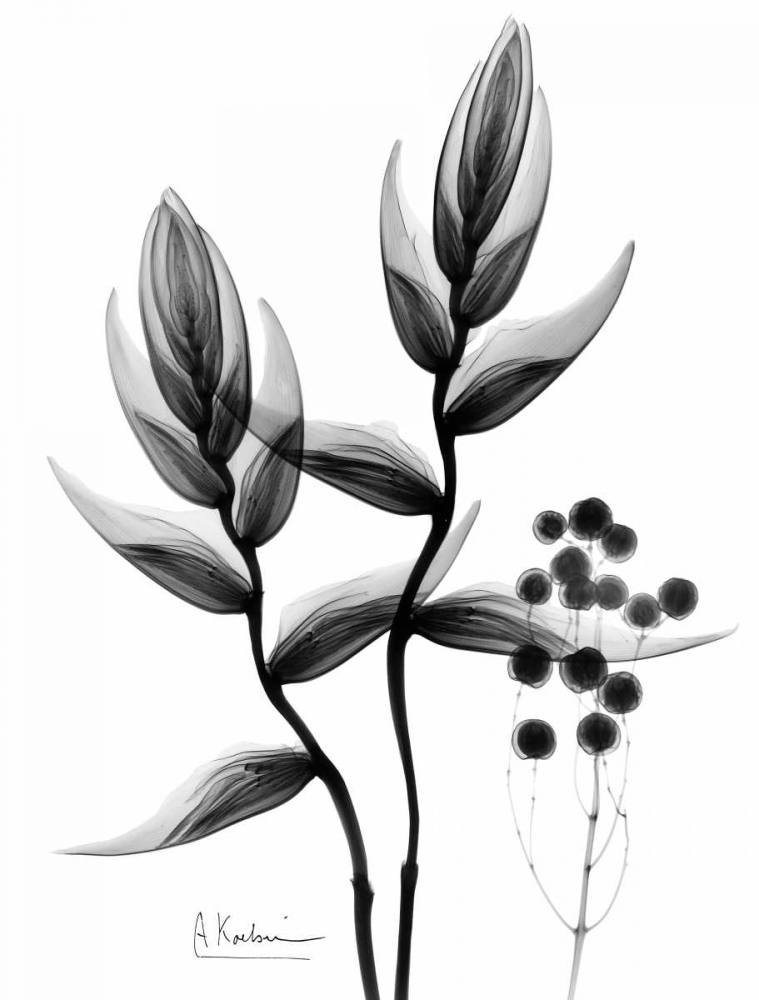 Heliconia Arrangement BandW art print by Albert Koetsier for $57.95 CAD