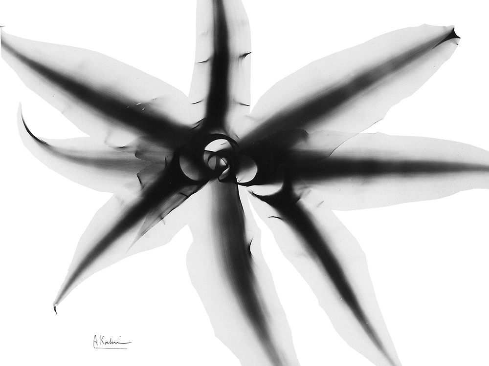Cryptanthus art print by Albert Koetsier for $57.95 CAD