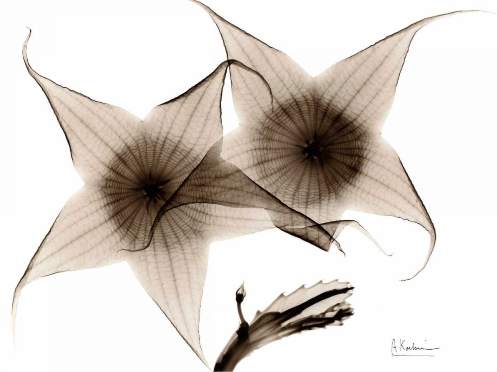 Stapelia in Brown art print by Albert Koetsier for $57.95 CAD