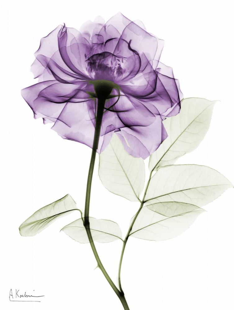 Purple Rose art print by Albert Koetsier for $57.95 CAD