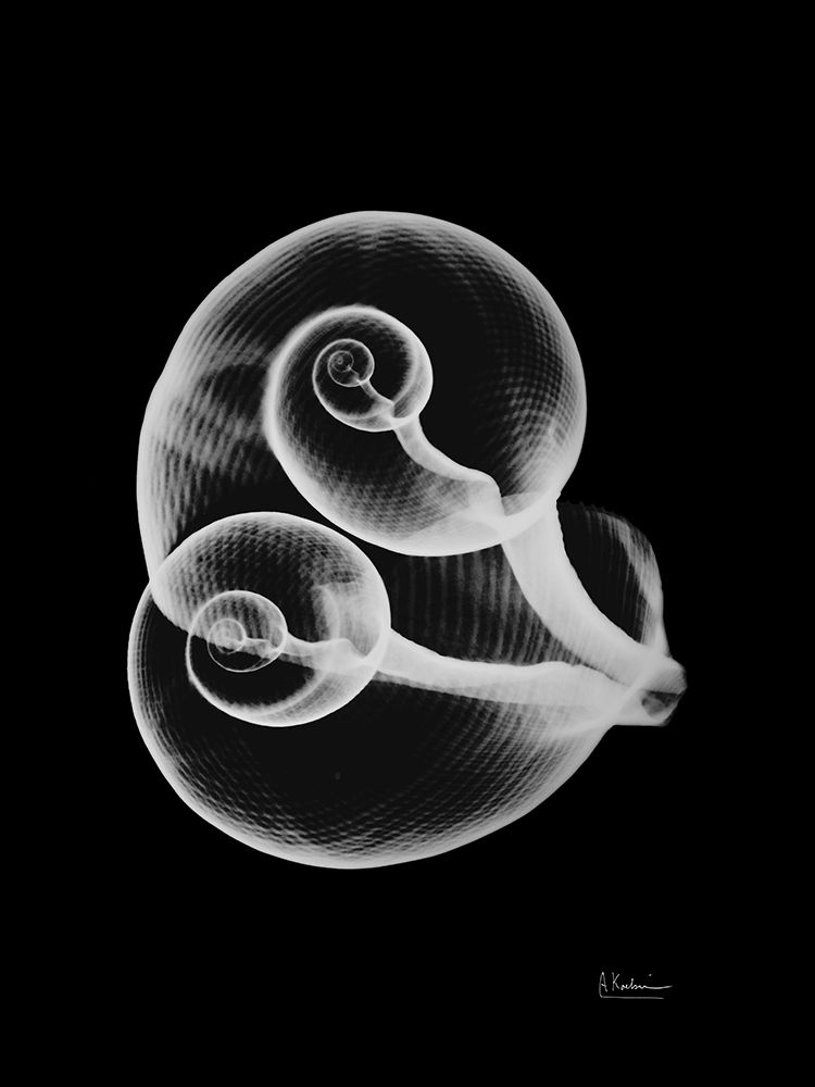 Conjoined Shells on Black art print by Albert Koetsier for $57.95 CAD