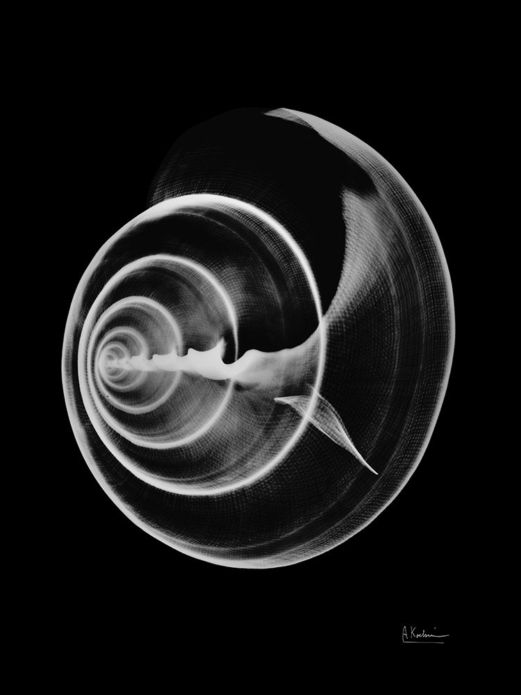 Seas Alive on Black art print by Albert Koetsier for $57.95 CAD