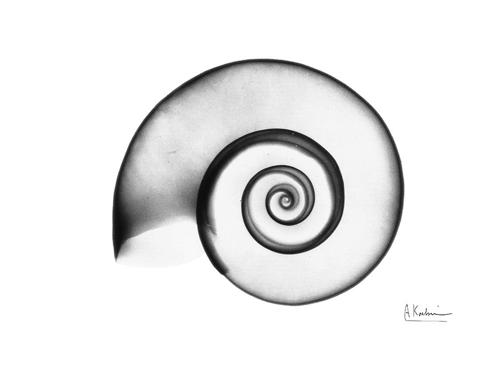 Ramshorn Snail Shell art print by Albert Koetsier for $57.95 CAD