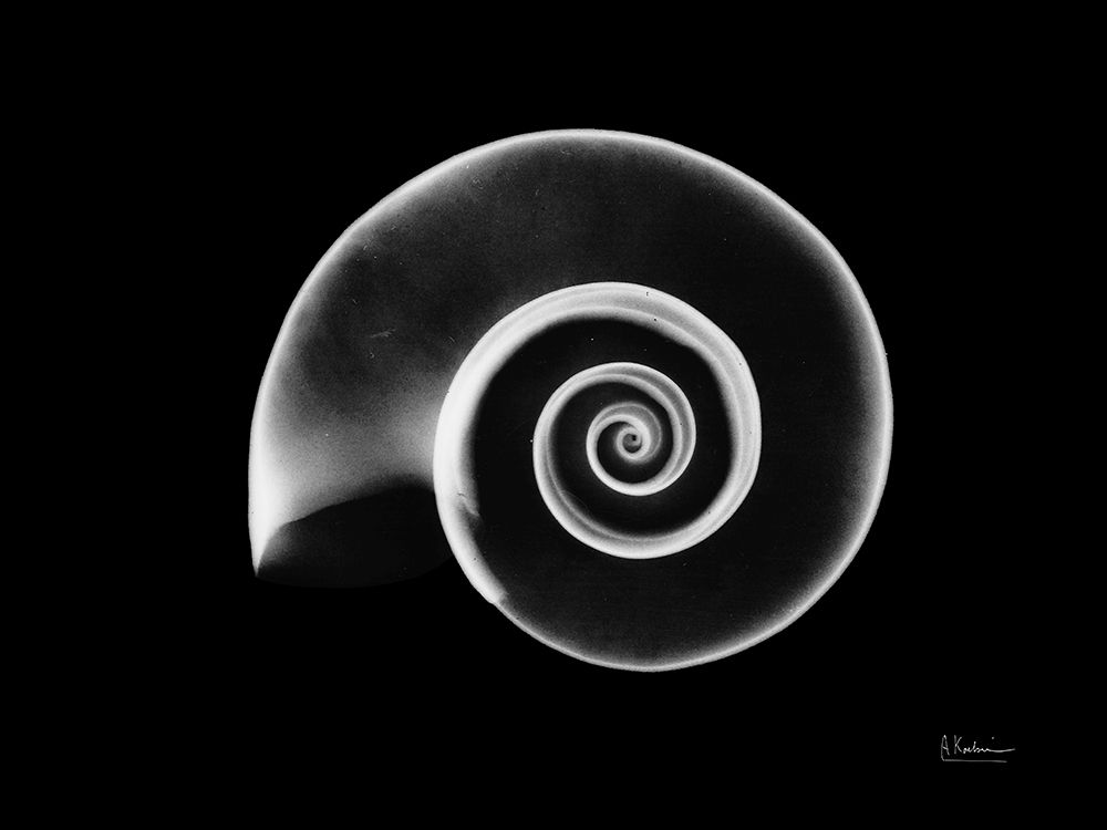 Ramshorn Snail Shell art print by Albert Koetsier for $57.95 CAD
