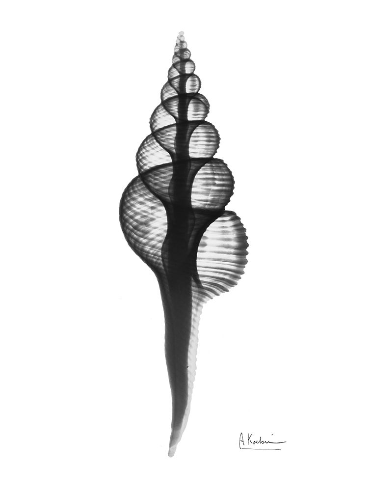 Fusinus Colus art print by Albert Koetsier for $57.95 CAD