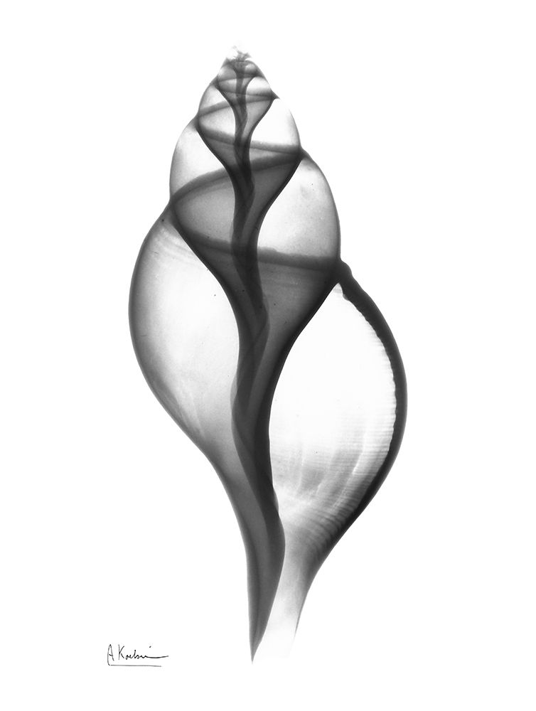 Tulip Shell art print by Albert Koetsier for $57.95 CAD