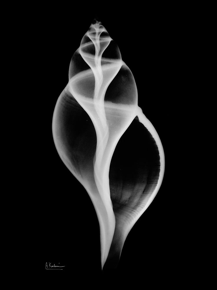 Tulip Shell art print by Albert Koetsier for $57.95 CAD