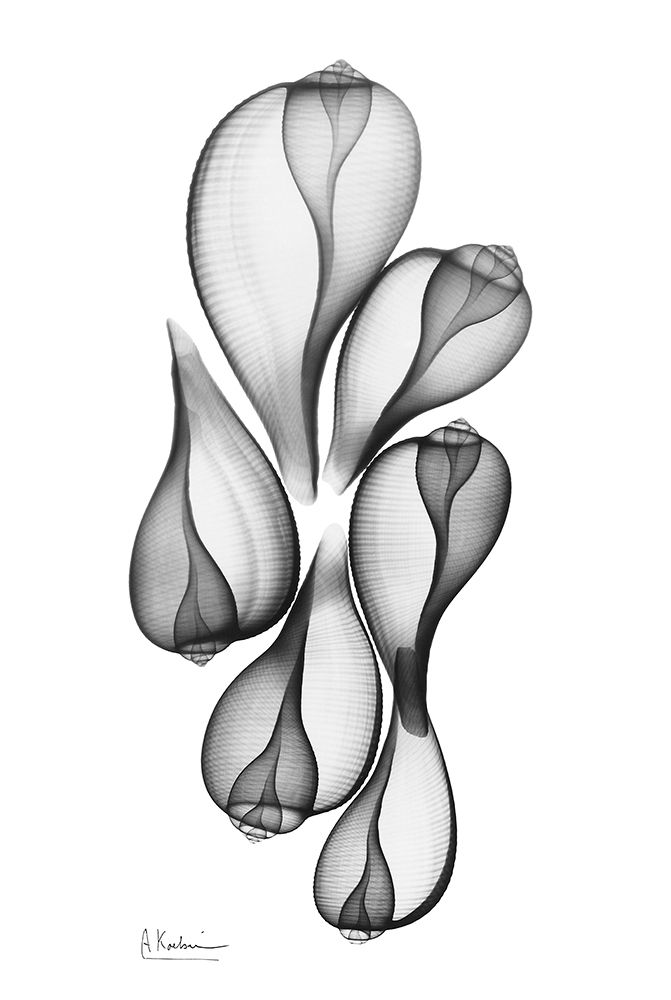 Fig Shells art print by Albert Koetsier for $57.95 CAD